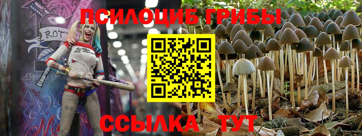 где найти   Псилоцибиновые грибы Psilocybe  Вход с VPN  Белово 